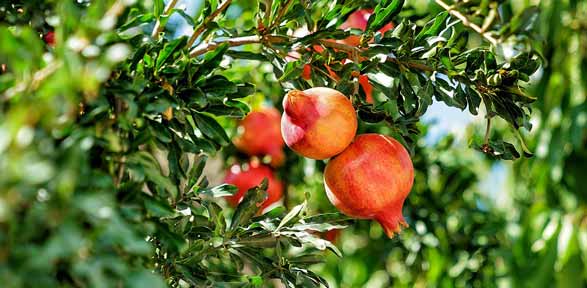 Come si pota un Melograno fruttifero